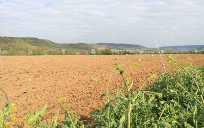 PFLAN­ZEN­KOHLE: EU-weit für Öko-Landbau zugelassen