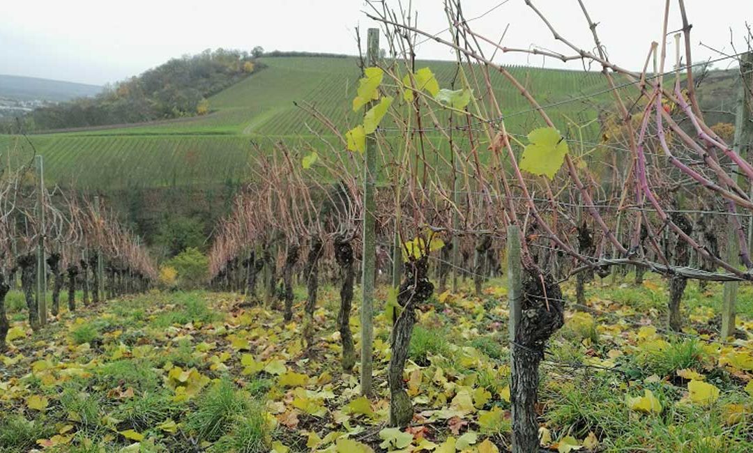 VIDEO: Winzerin macht sich in ARD-Film „Weingut Wader“ für Pflan­zen­kohle stark